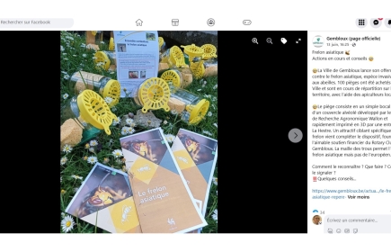 Lutte contre le frelon asiatique avec la collaboration de l'administration communale de Gembloux